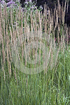 Close-up image of Feather reed grass plants