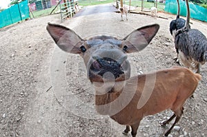 Close up image of female Elk
