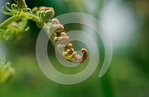 A close up image of a fern frond unfurling