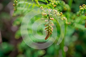 A close up image of a fern frond unfurling