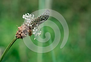 A close up image of a fern frond unfurling