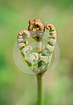 A close up image of a fern frond unfurling