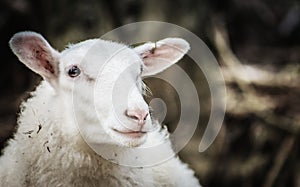 Close up image of a Finnish Sheep