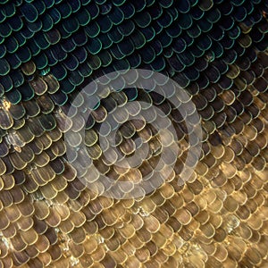 Close-up image of fish scales, displaying a mesmerizing pattern of overlapping,