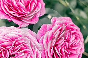 Close-up image of flower pink Rosa Heidi Klum Rose with powerful scent on green plant blurred background