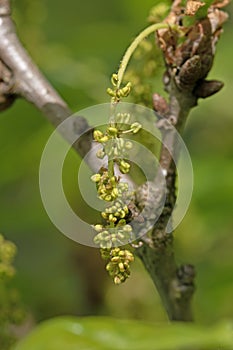 Close up image of flowers of English oak tree