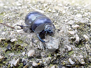 Close up image of the of the forest dung beetle Anoplotrupes stercorosus