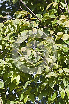 Close-up image of Frans Fontaine european hornbeam leaves