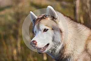 Close-up image of free and prideful dog looks like a wolf
