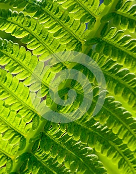 Close-up Image of Fresh Green Fern Leaf. Natural Background.
