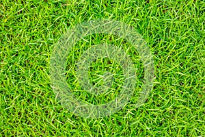 Close-up image of fresh spring green grass .