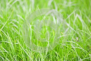 Close-up image of fresh spring green grass. Green grass photo background or texture.