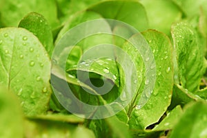Close up image of fresh young green lettuce salad