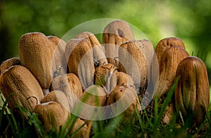 Close up image of fungi in a wooded area.