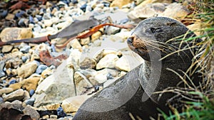 A close up image of a Fur Seal with copyspace