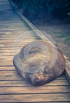 Close up image of a Fur Seal sleeping