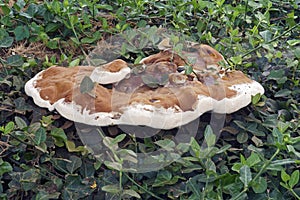 Close up image of Ganoderma Fungus