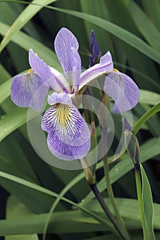 Close-up image of Gerald Derby windermere iris flower