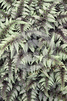 Close-up image of Ghost fern photo