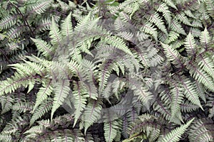 Close-up image of Ghost fern photo
