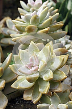 Close-up image of Ghosty graptosedum plants