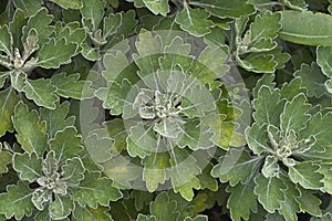 Close-up image of Gold and silver chrysanthemum plants