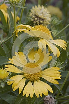 Close-up image of Golden crownbeard fkowers