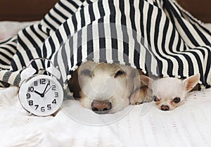 Close up image of golden retriever and chihuahua dog lying down in bed under black and white stripes blanket with white alarm