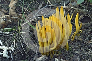Close up image of Golden spindles fungus.