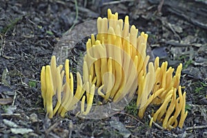 Close up image of Golden spindles fungus.