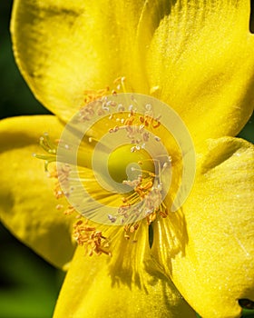 goldencup (Hypericum patulum) photo