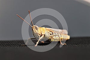 Close up image of a grasshopper