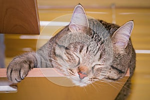 Image of the gray cat