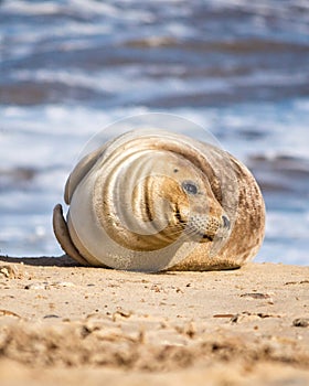 Close-up image of a gray seal lounging on the sandy beach