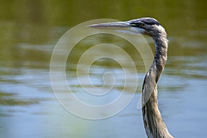 profile picture of a great blue heron