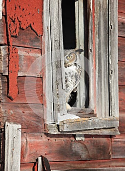 Close up image of a great horned owl