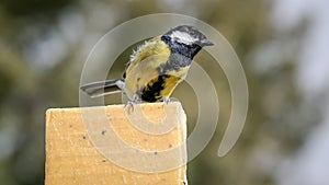 Close up image of a Great tit (Parus major) feedind on a suet block.