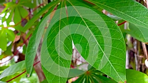 Close up image of green casava leaf