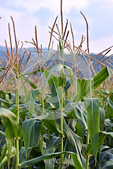 Close up image of green corn plants field with sky in the back