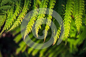 Close-up Image of Green Fern Leaves with Browning Spots, Black Bug, on Blurred Foliage Background in Warm Summer Evening Sunlight