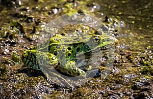 A close up image of a green leopard frog sitting in a swamp.