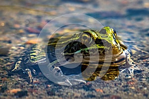A close up image of a green leopard frog sitting in the water.