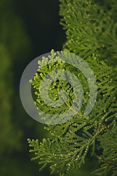 Close up image of green needle of conferous fir treePlatycladus orientalis.
