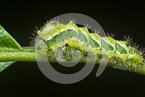close up of the green rapala pheretima sequeira caterpillar photo