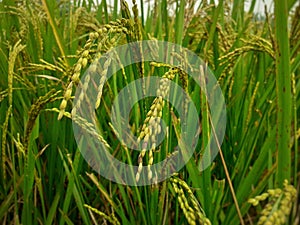 Close up image of green rice plants in the field.