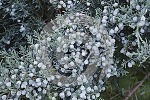 Close-up image of Grey Owl juniper cones