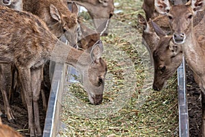 Close-up image of group of deer eating grass