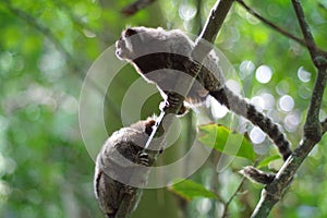 Close-up image of a group of white-tufted marmosets perched on a tree branch in lush forest setting