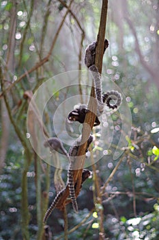 Close-up image of a group of white-tufted marmosets perched on a tree branch in lush forest setting