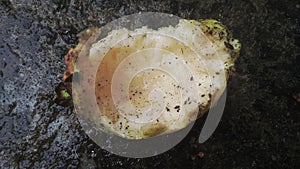 Close up image of guava fruit or buah jambu photo